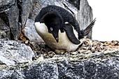 Adelie penguin with egg