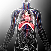 Human cardiovascular system,artwork