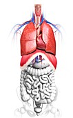 Human respiratory system,artwork