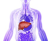 Human liver and gall bladder,artwork