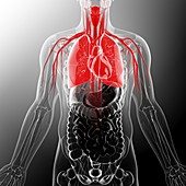 Human cardiovascular system,artwork