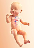 Baby's respiratory system,artwork