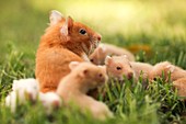 Golden hamster with young