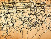 Nerve cells,artwork