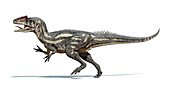 Allosaurus dinosaur,artwork