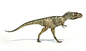 Albertosaurus dinosaur,artwork