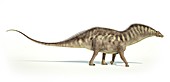 Amargasaurus dinosaur,artwork