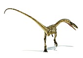 Coelophysis dinosaur,artwork