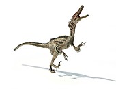 Velociraptor dinosaur,artwork