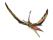 Eudimorphodon,artwork