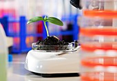 Seedling in a laboratory
