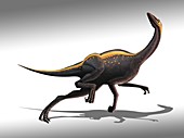 Ornithomimus dinosaur,artwork
