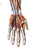 Human hand muscles,artwork