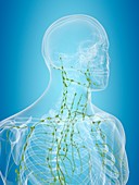 Human lymphatic system,artwork