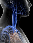 Human veins in neck,artwork