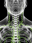Lymph nodes in neck,artwork
