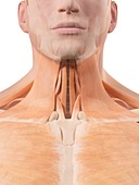 Human neck muscles,artwork