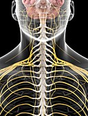 Human neck nerves,artwork