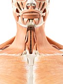 Human throat muscles,artwork
