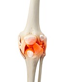 Human knee bones,artwork