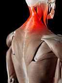 Human neck muscles,artwork