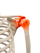 Human shoulder joint,artwork