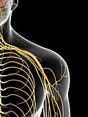 Human shoulder nerves,artwork