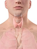 Human thyroid,artwork
