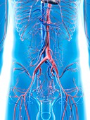 Abdominal blood vessels,artwork