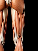 Human buttock muscles,artwork