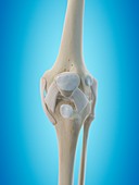 Human knee tendons,artwork