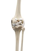 Human knee tendons,artwork