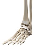 Human foot tendons,artwork