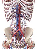 Vascular system,artwork