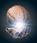 Hand holding brain,artwork