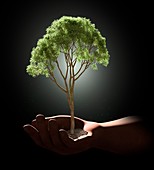 Hand holding tree,artwork