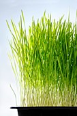 Wheatgrass growing in a tray