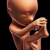 Foetus at 7 months,artwork