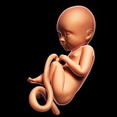 Foetus at 8 months,artwork