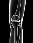 Human knee joint,artwork