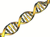 DNA double helix reflecting microarray