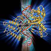 Type I topoisomerase bound to DNA