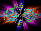 DNA gyrase protein segment