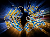 Diels-Alder antibody catalyst molecule