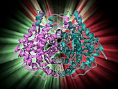 Citrate synthase molecule