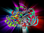 Beta secretase enzyme,molecular model