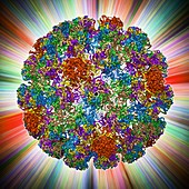 Human papilloma virus capsid