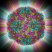 Rhinovirus 16 capsid,molecular model