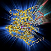 RNA polymerase molecule