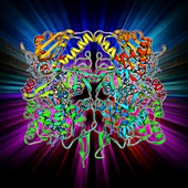 Nitric oxide synthase molecule